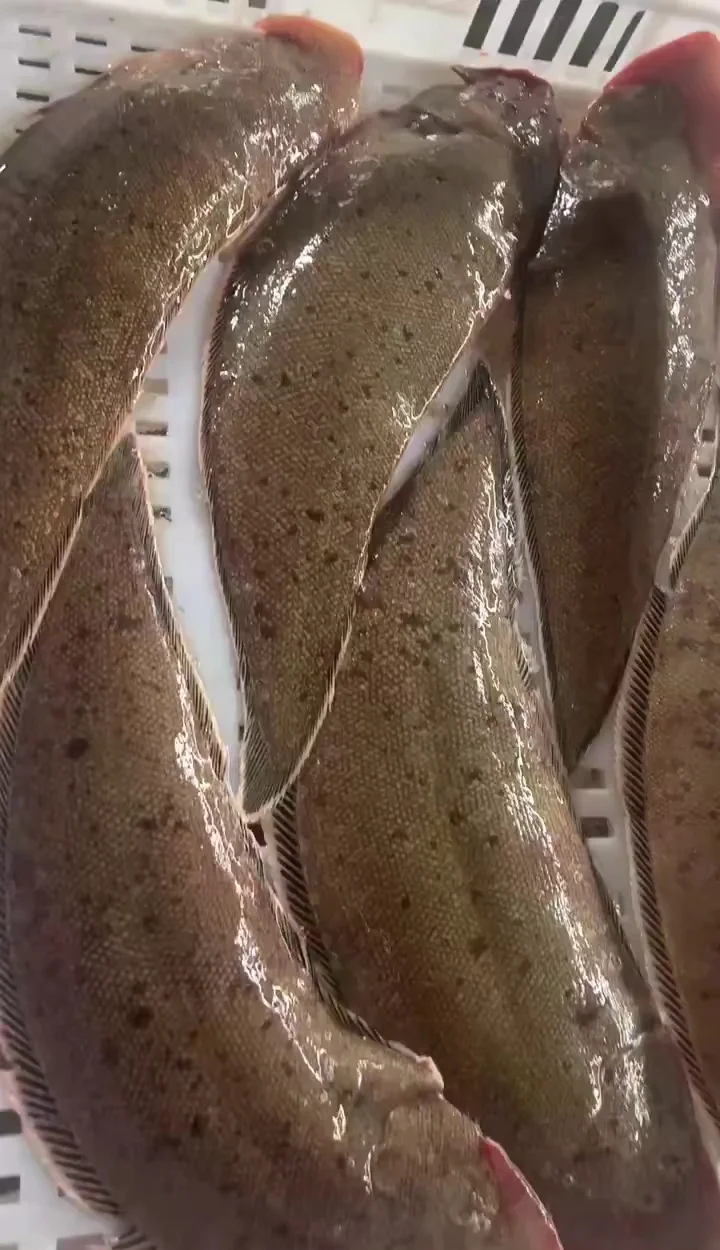 龙利鱼是海鱼还是河鱼,龙利鱼是属于海鱼还是河鱼