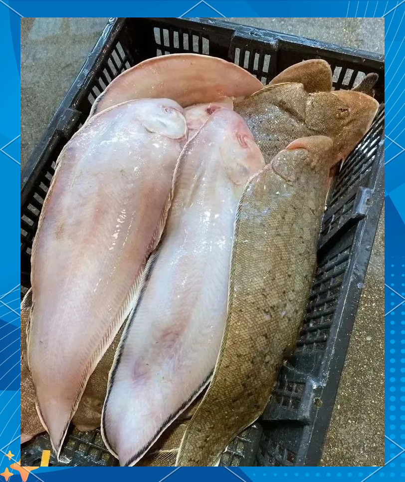 龙利鱼是海鱼还是河鱼,龙利鱼是属于海鱼还是河鱼