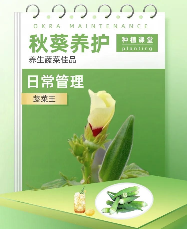 秋葵种植方法,大花秋葵种植方法