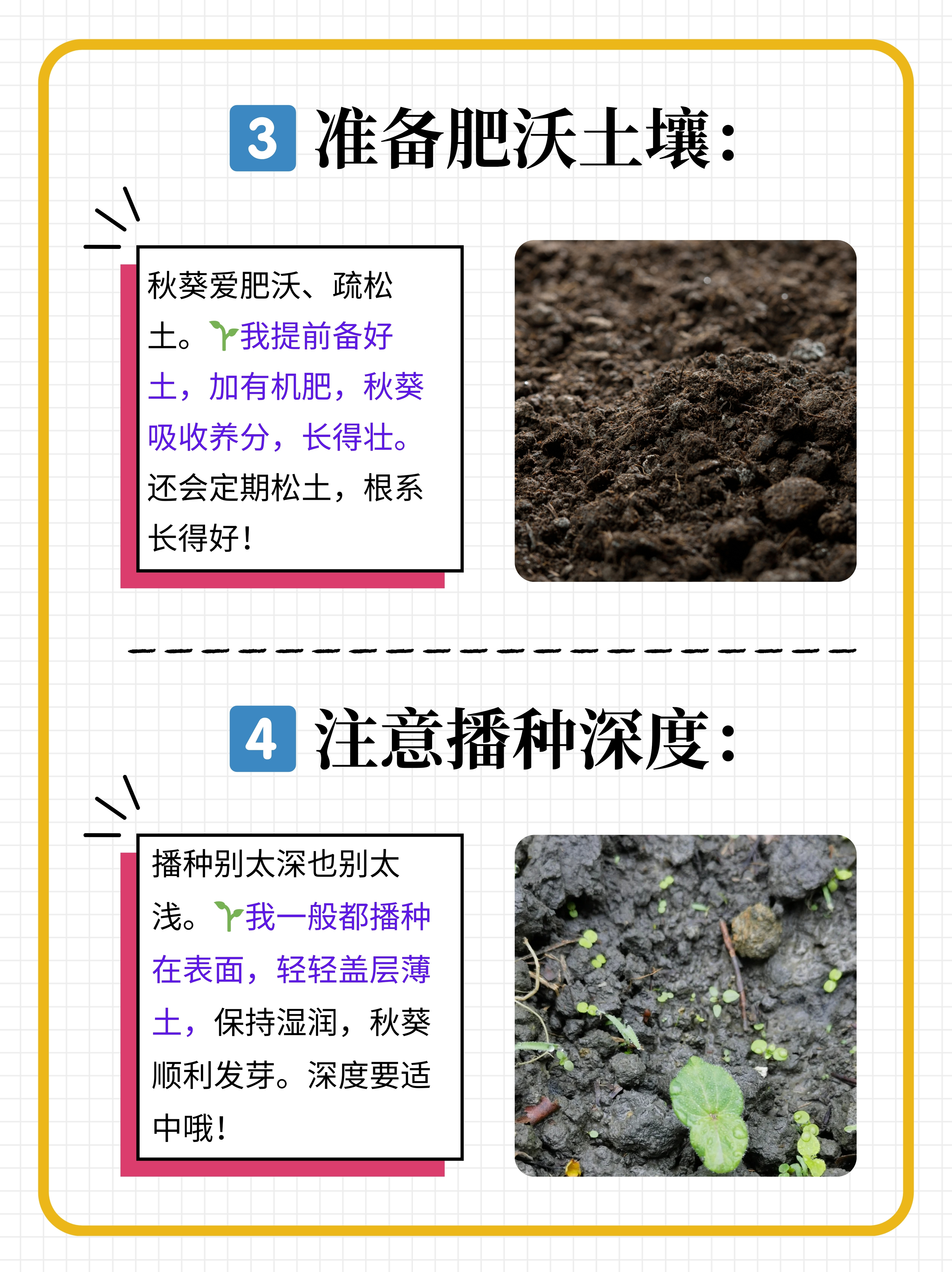 秋葵种植方法,大花秋葵种植方法