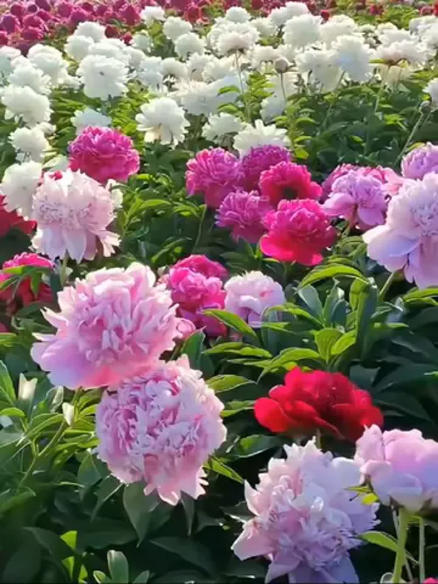 芍药花期,牡丹芍药花期
