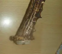 傻狍子什么意思,傻狍子什么意思?