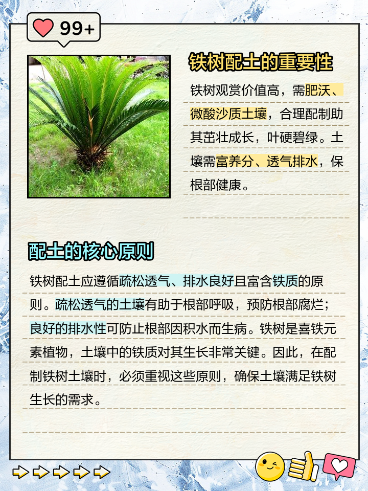 铁树的养殖方法,白鳞铁树的养殖方法
