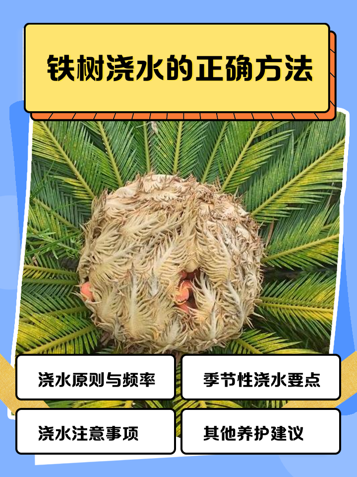 铁树的养殖方法,白鳞铁树的养殖方法