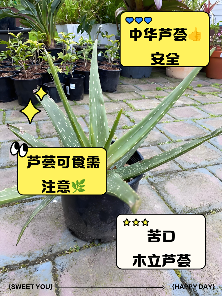 芦荟怎么种,芦荟怎么种植才会长得茂盛