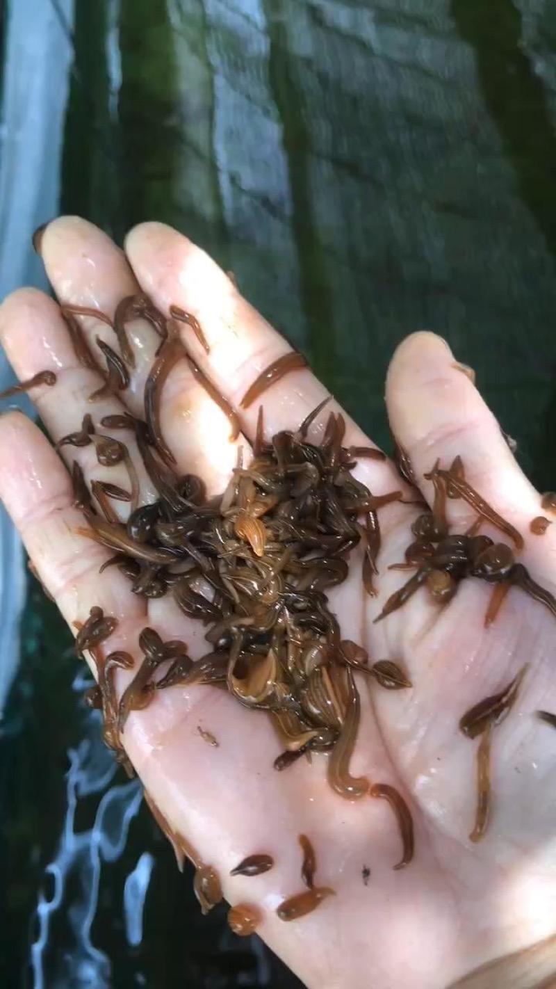 养水蛭一亩投资多少,养殖水蛭10亩需要多少投资