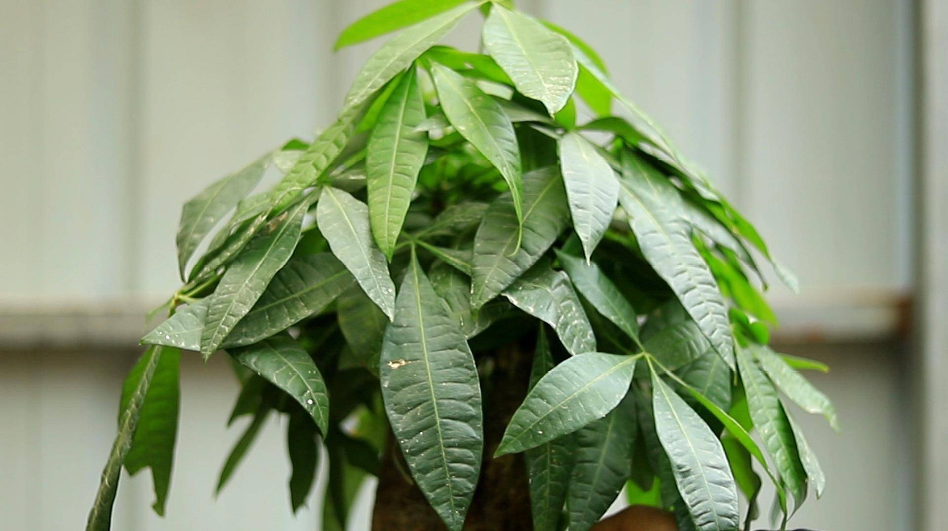 家里养什么植物好,家里养什么植物好养又旺财运
