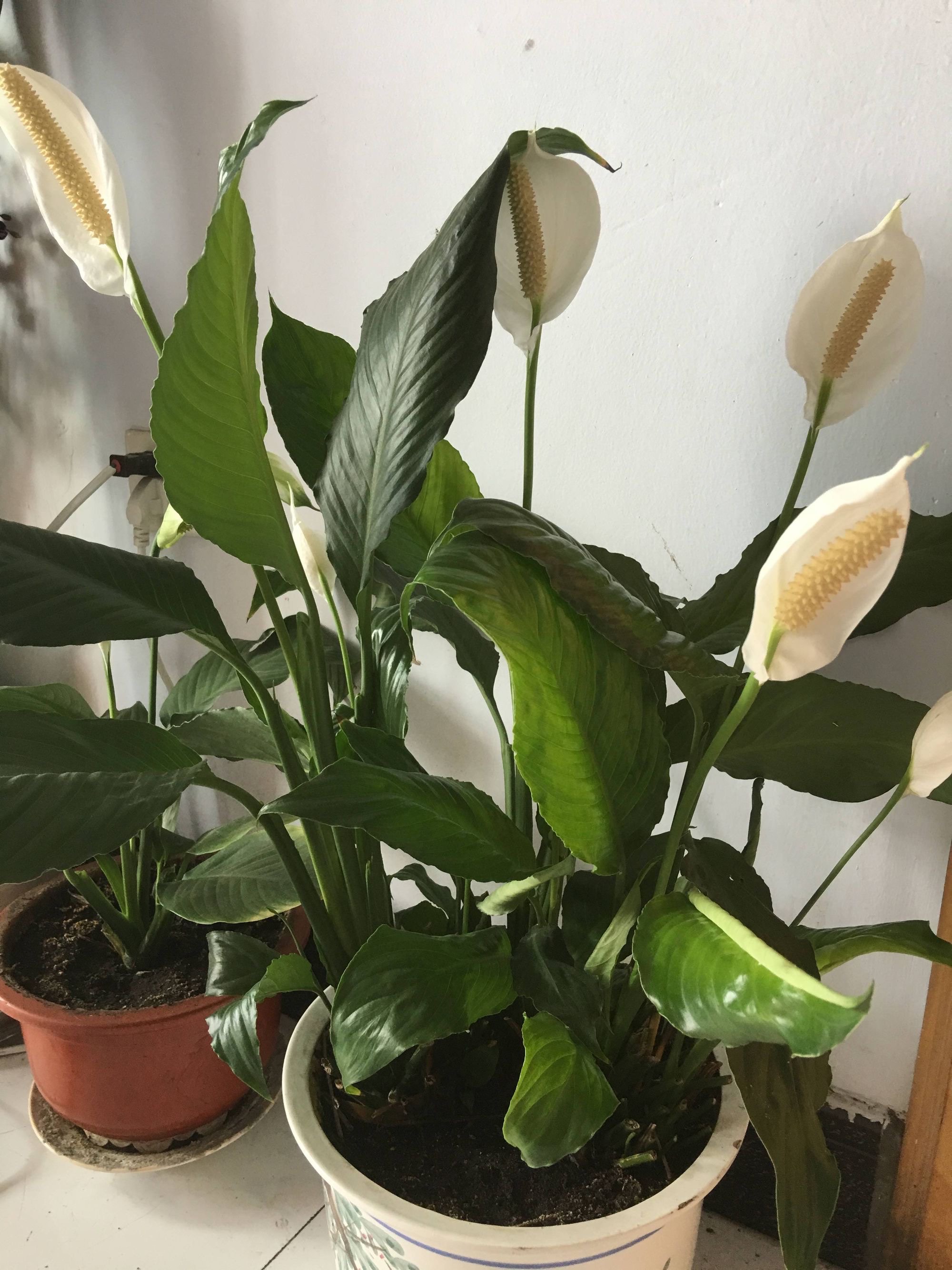 家里养什么植物好,家里养什么植物好养又旺财运