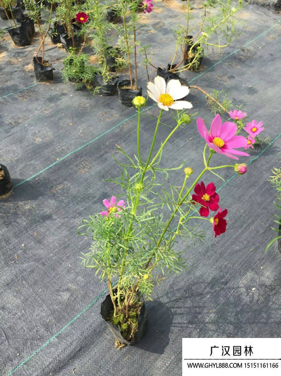 格桑花花期,格桑花花期结束后是否需要割