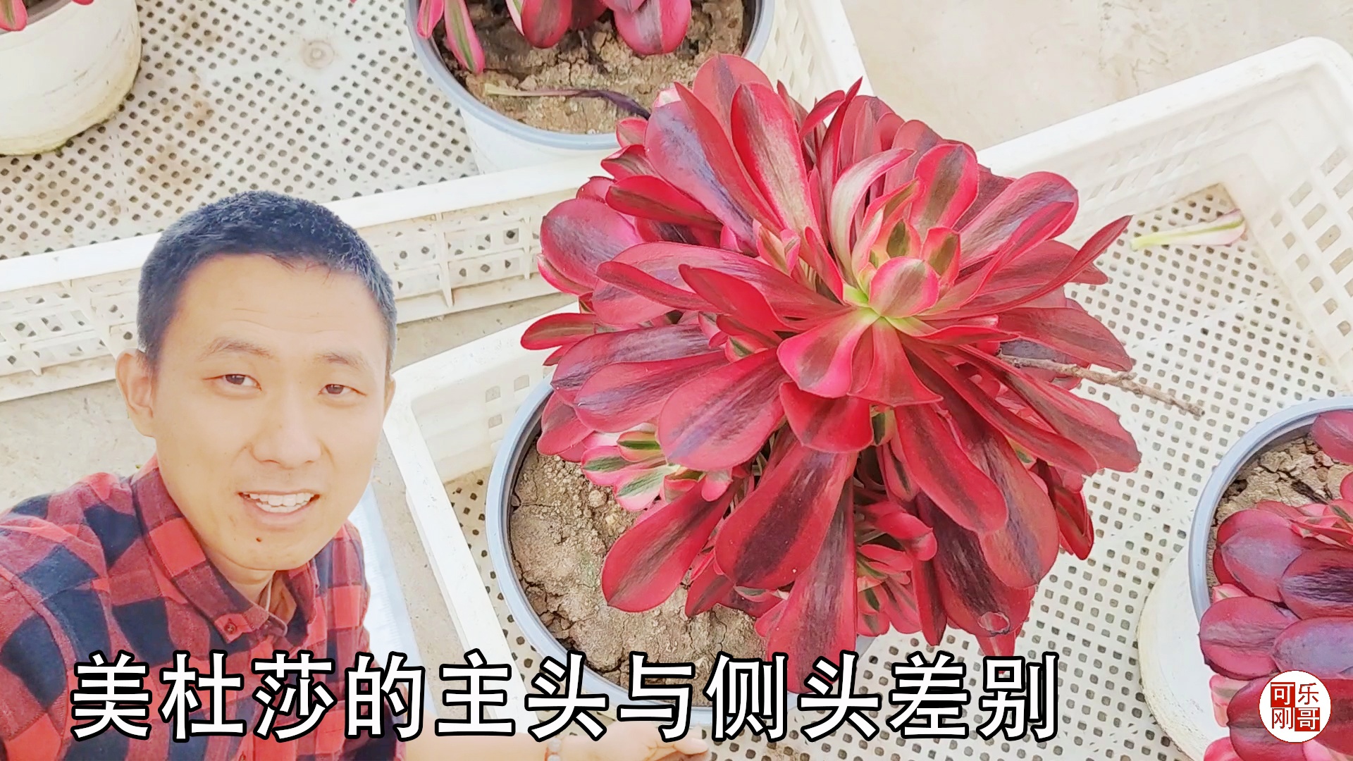 多肉怎么砍头繁殖的简单介绍
