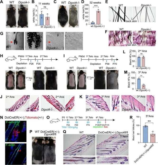 线粒体dna,线粒体dna存在于哪里