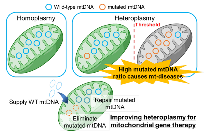 线粒体dna,线粒体dna存在于哪里