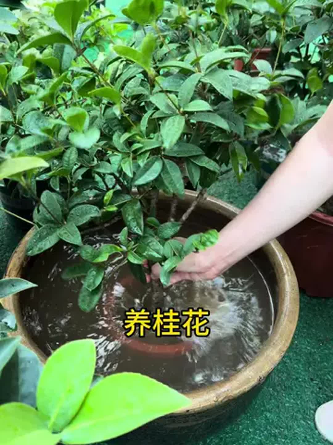 桂花怎么养,桂花怎么养才能开花