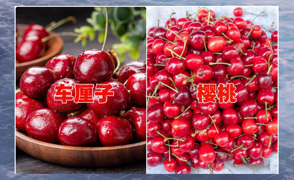 车厘子跟樱桃的区别,车厘子跟樱桃的区别图片对比