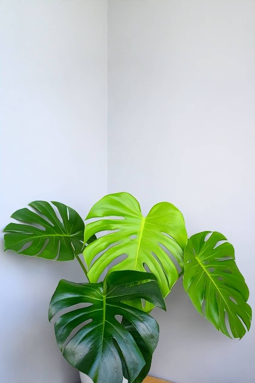 家里放什么植物好,搬新家家里放什么植物好