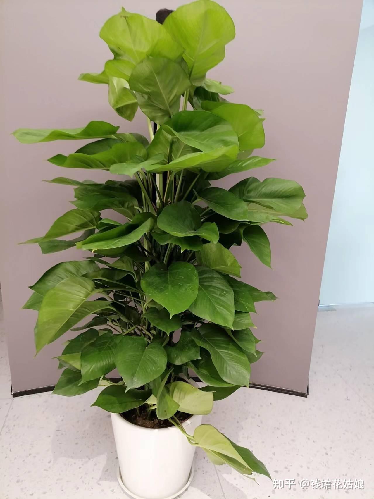 家里放什么植物好,搬新家家里放什么植物好