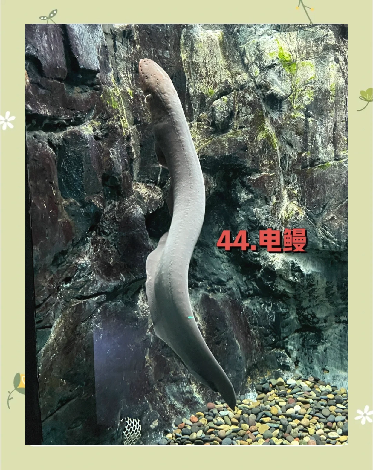 电鳗为什么会放电,电鳗为什么会放电?为什么电鳗放电时自己不会触电?