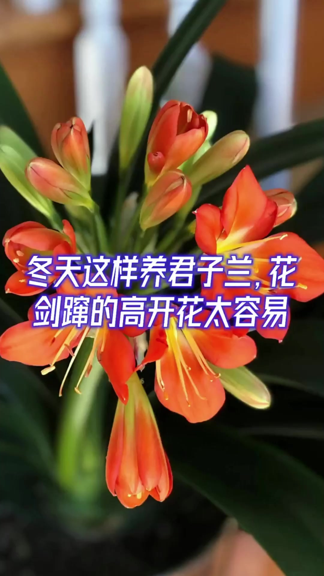 君子兰冬天怎么养,君子兰冬天怎么养才能开花