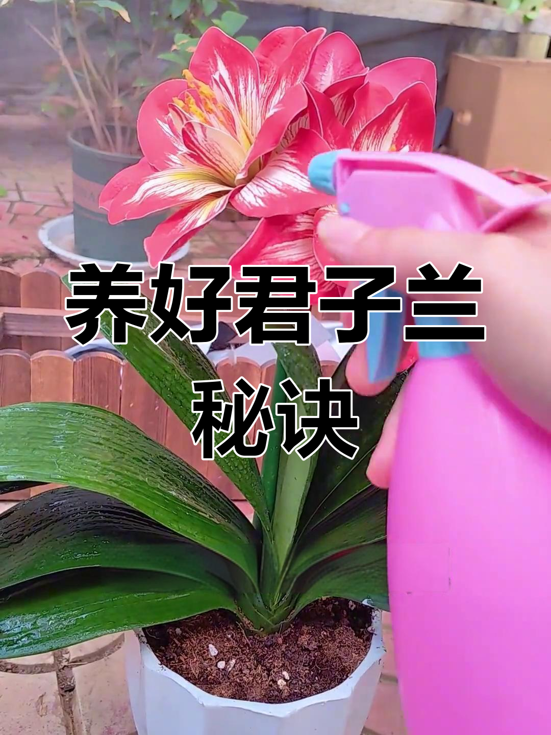 君子兰冬天怎么养,君子兰冬天怎么养才能开花