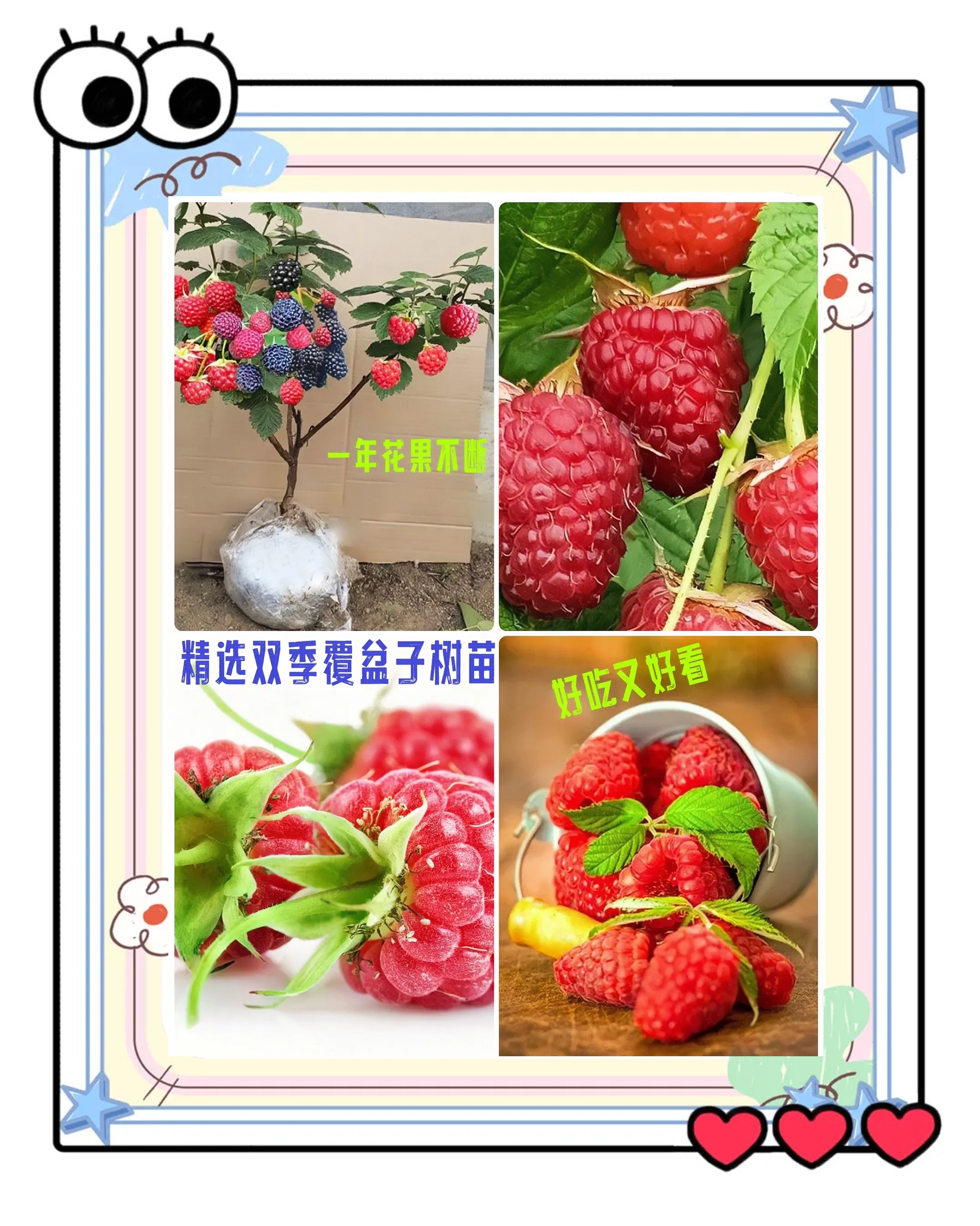 覆盆子种植,覆盆子种植时间和方法