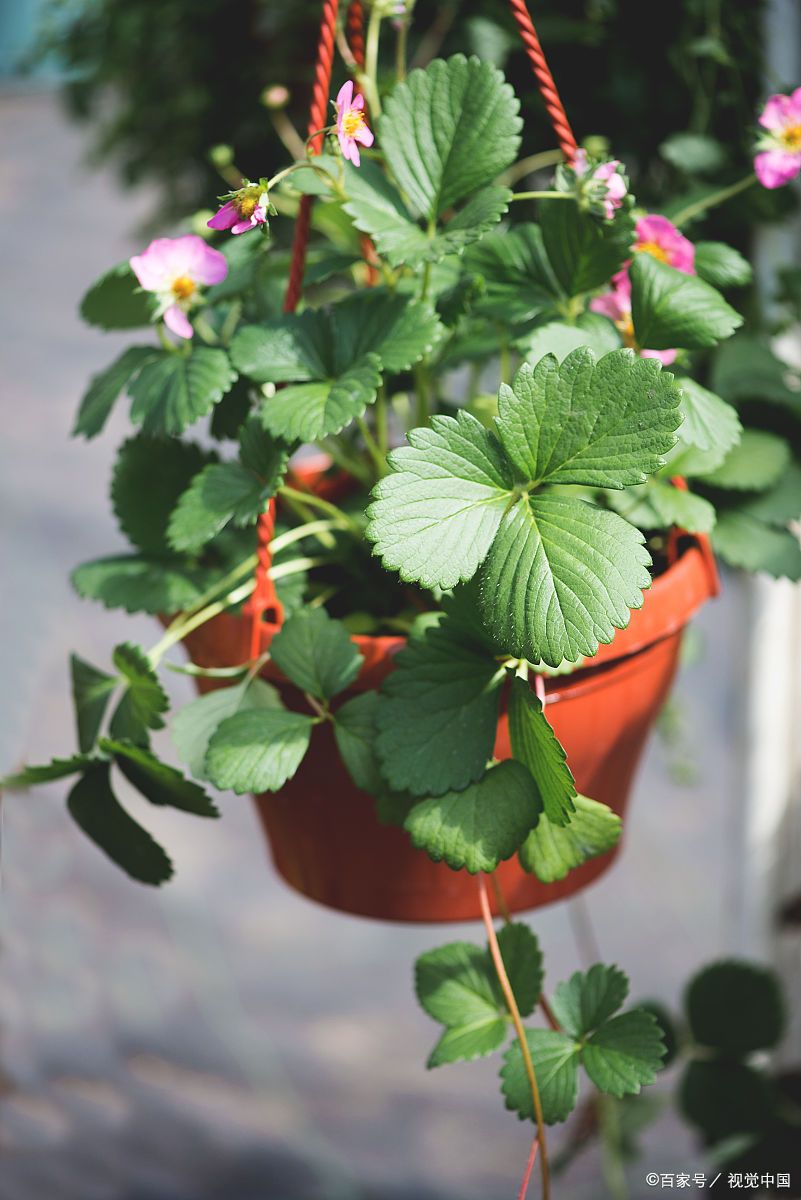 覆盆子种植,覆盆子种植时间和方法