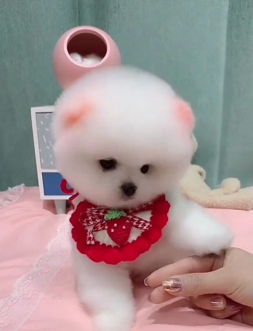 小奶狗什么意思,网络语小奶狗什么意思