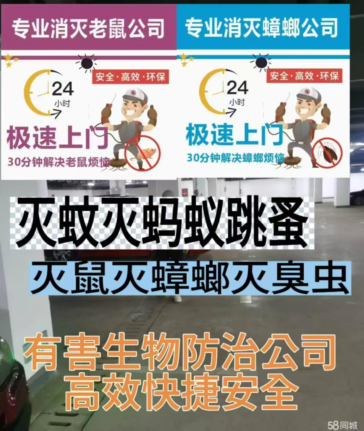 苍蝇怎么消灭,苍蝇怎么消灭小妙招