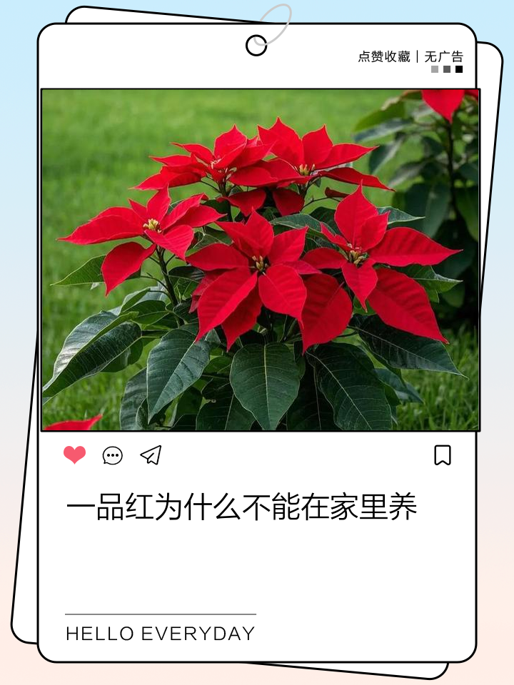 一品红怎么养殖方法,帮我搜一下一品红怎么养