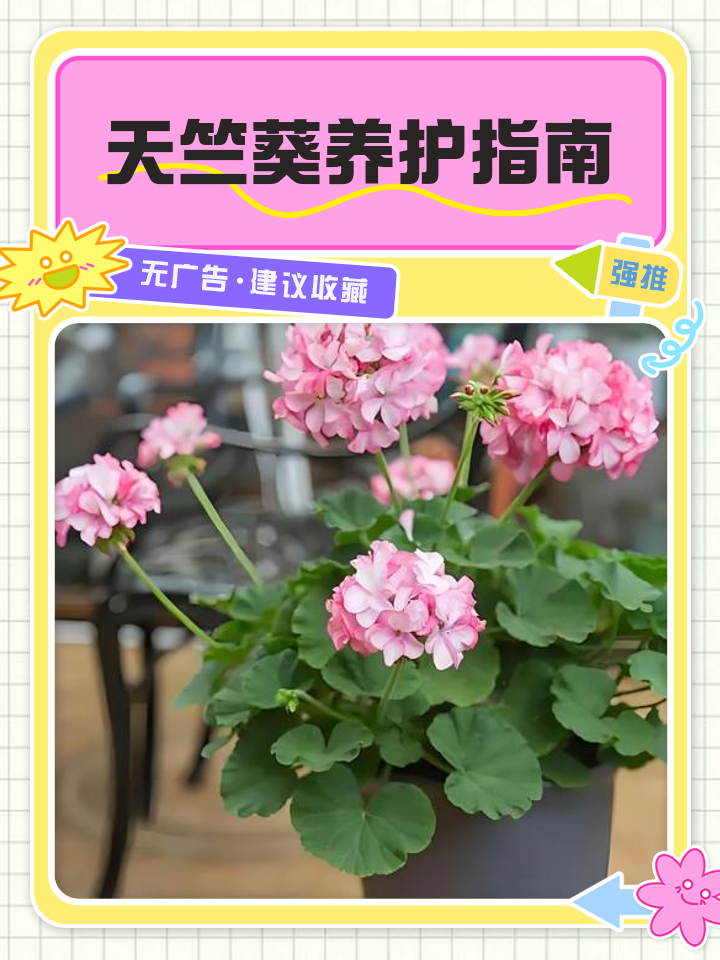 天竺葵的养殖方法,香叶天竺葵的养殖方法