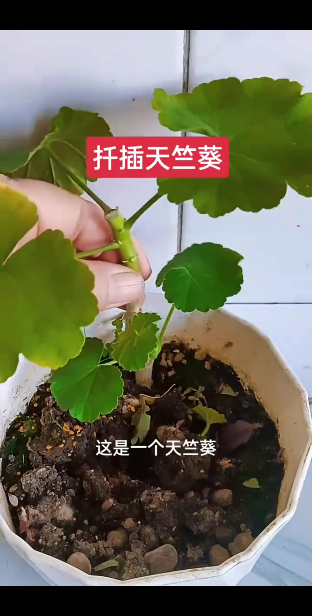 天竺葵的养殖方法,香叶天竺葵的养殖方法