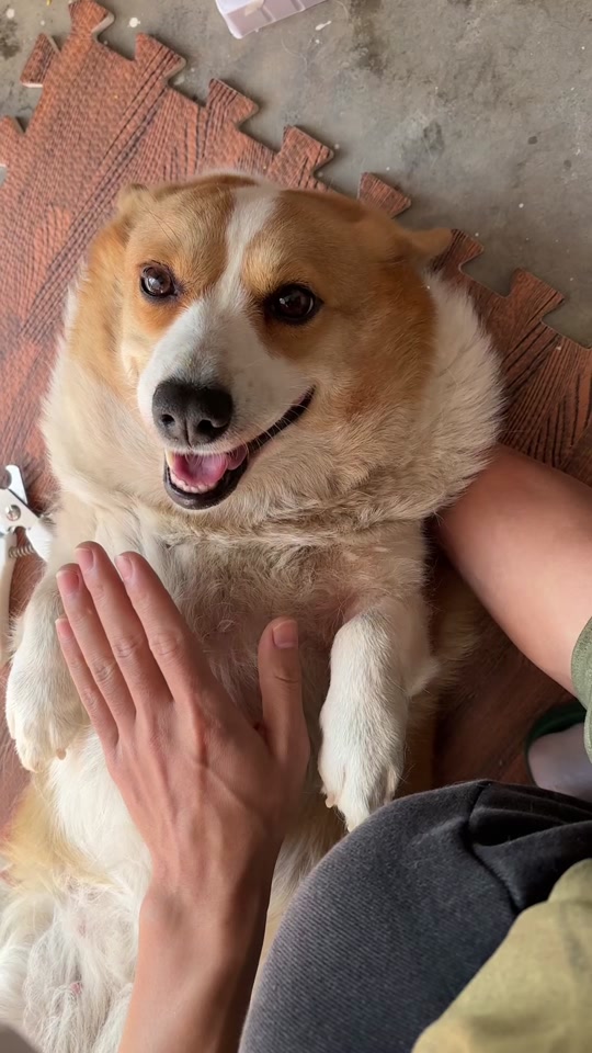 嘤嘤嘤暗示什么的简单介绍