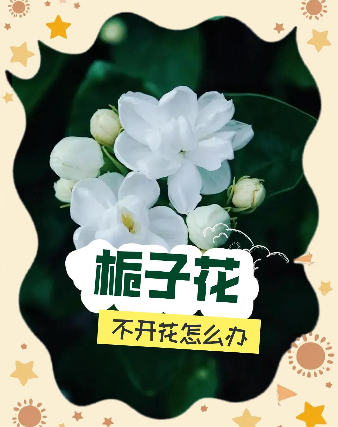 栀子花不开花怎么办,栀子花为啥黄叶怎么办