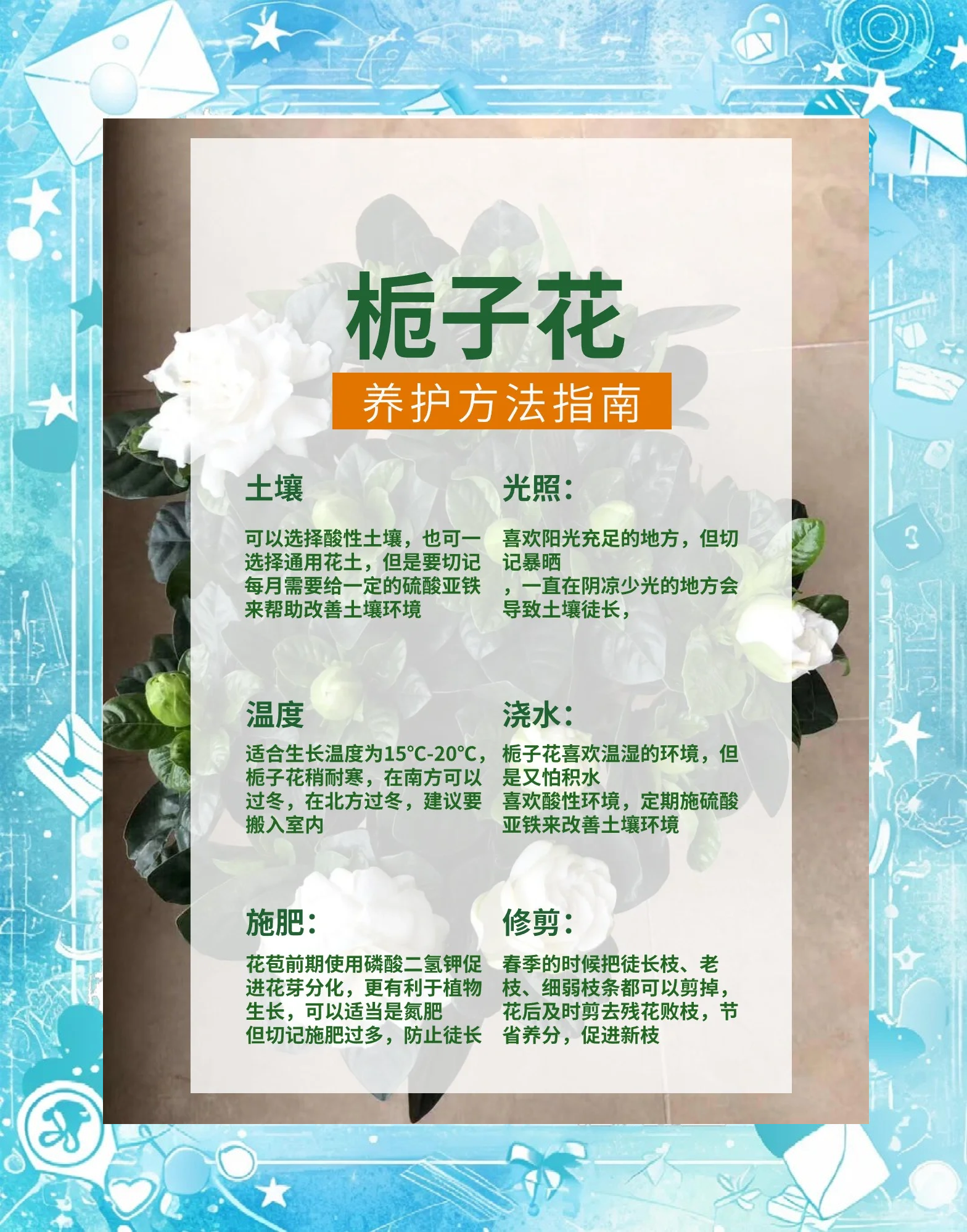 栀子花不开花怎么办,栀子花为啥黄叶怎么办