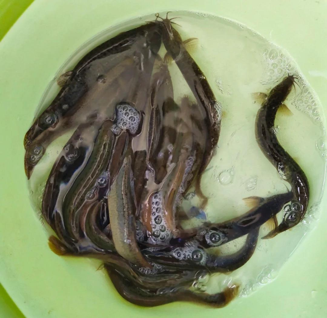 泥鳅最正宗的做法,泥鳅最正宗的做法图片