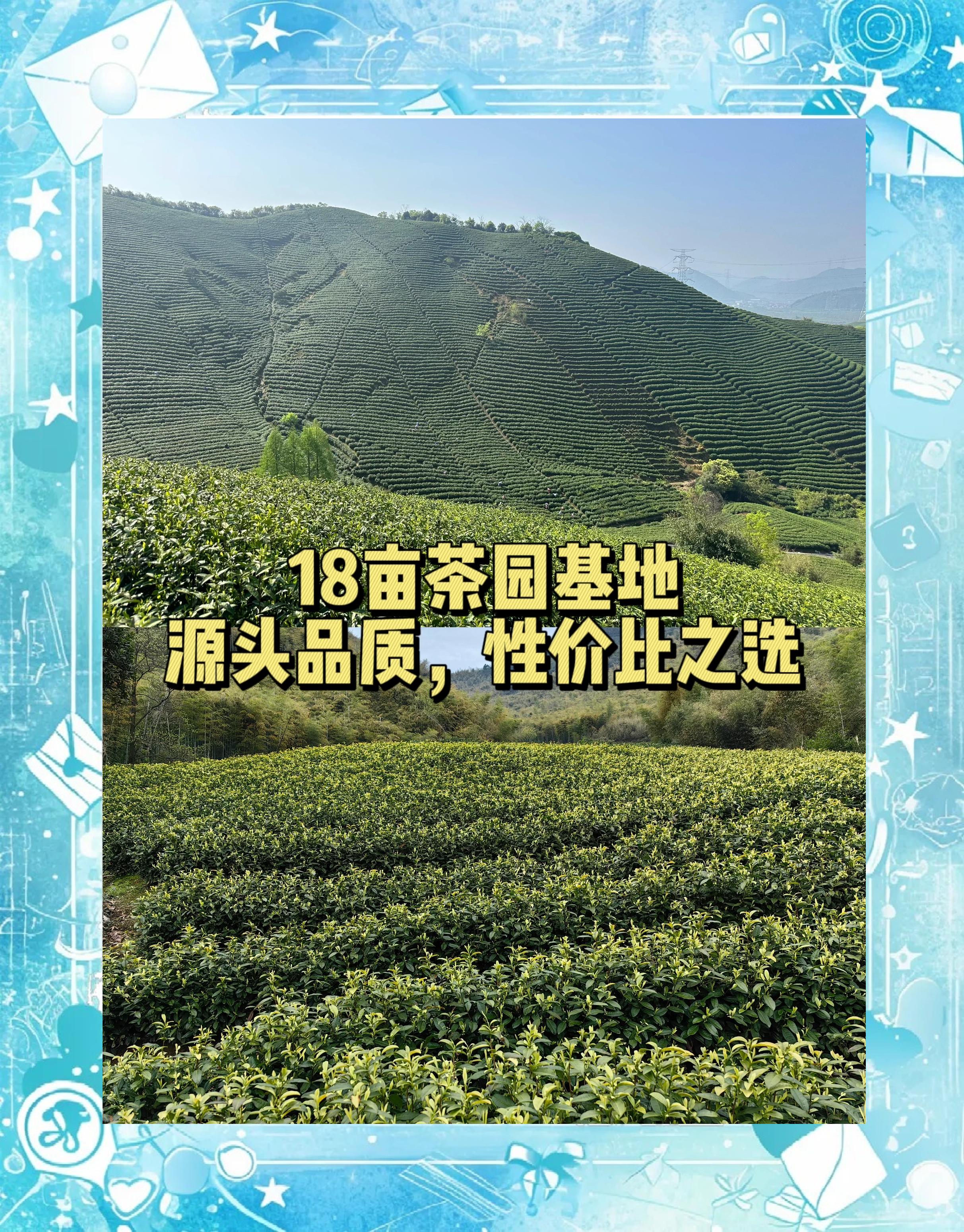 安吉白茶产地,湖州白茶好还是安吉白茶好