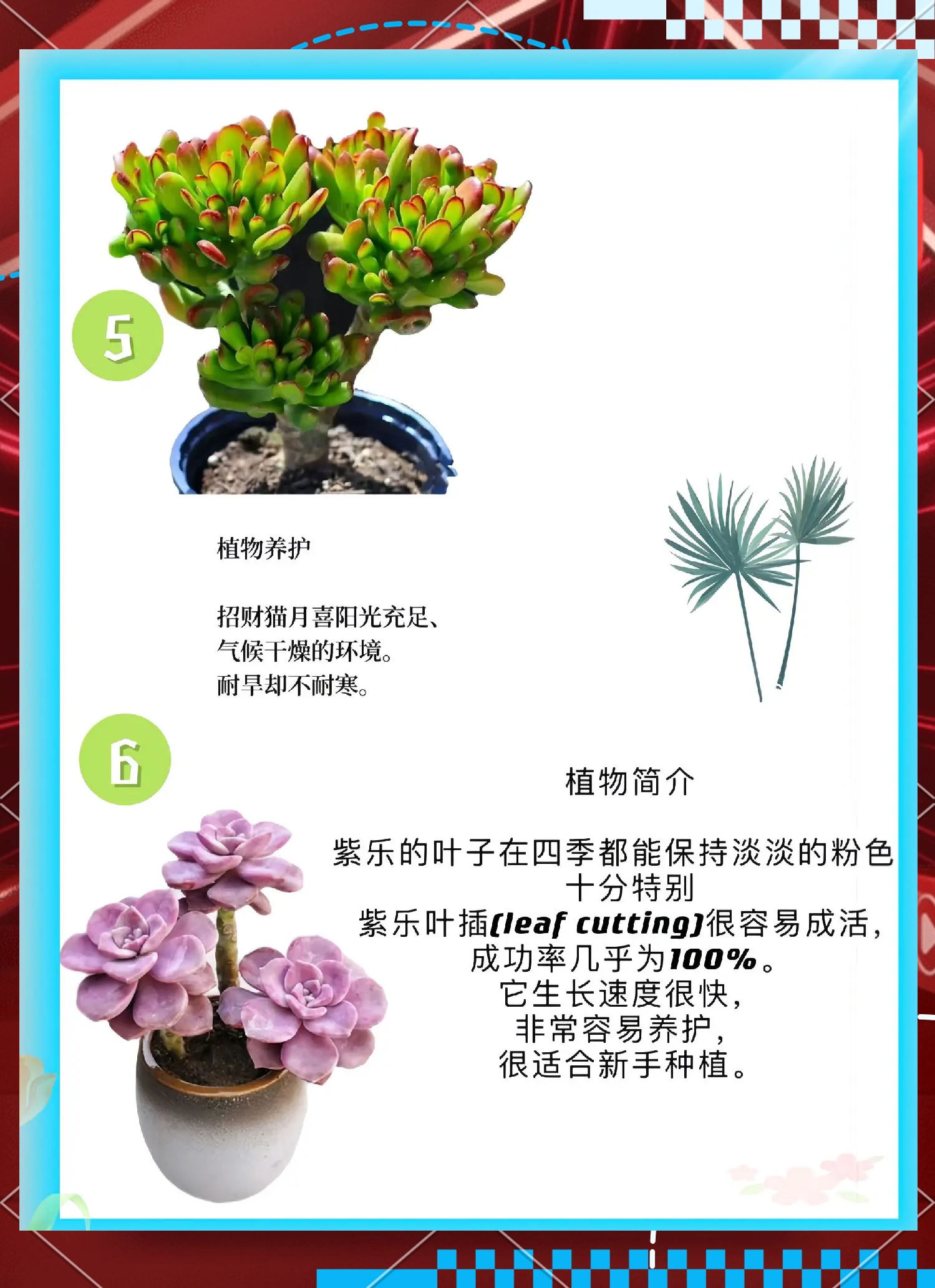 如何养多肉植物,如何养多肉植物的步骤