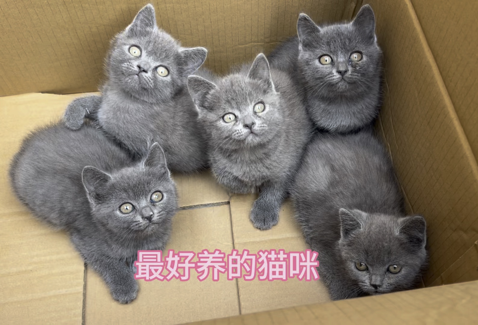 英短好养吗,英短猫好养嘛