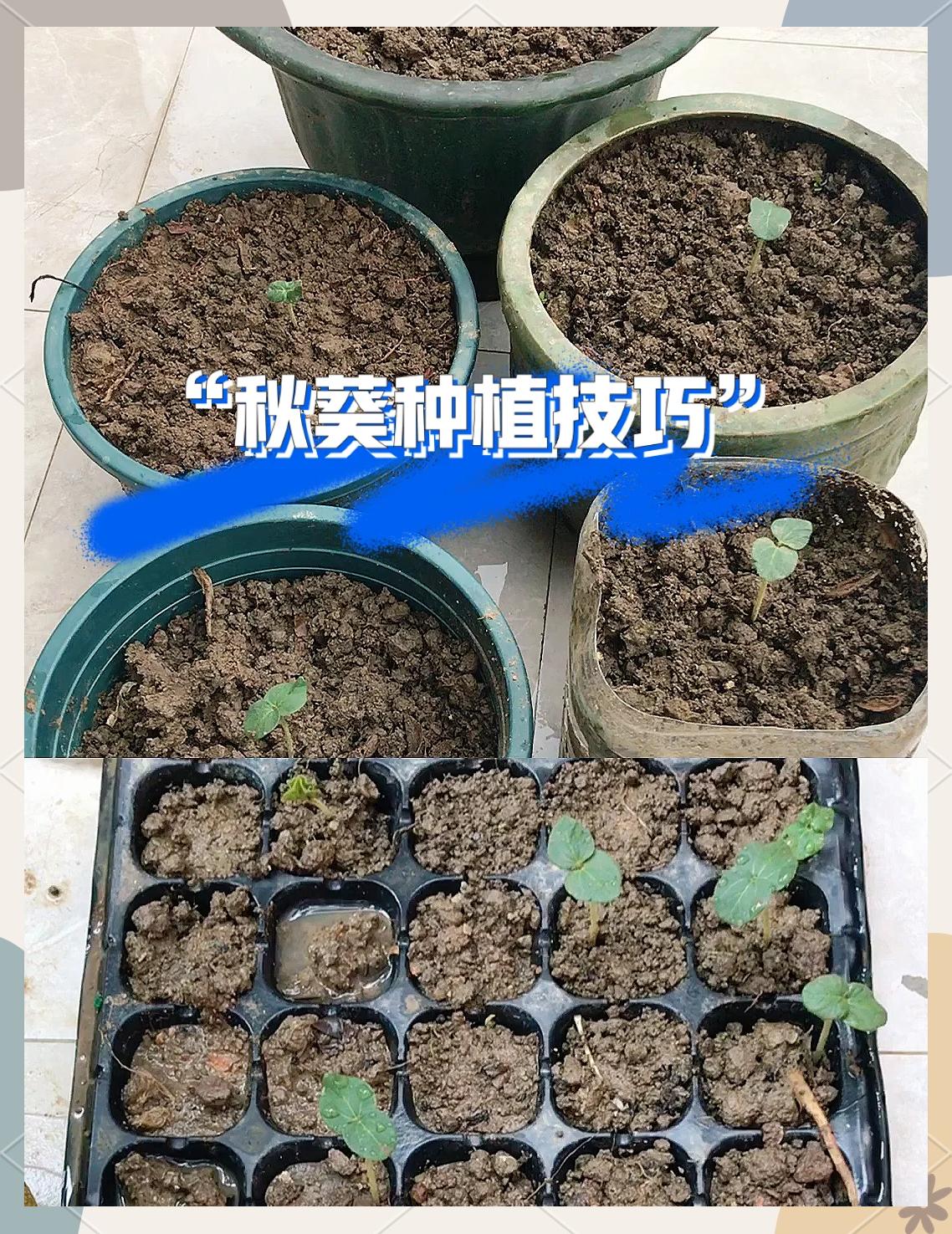 秋葵什么时候种,秋葵的最佳种植时间