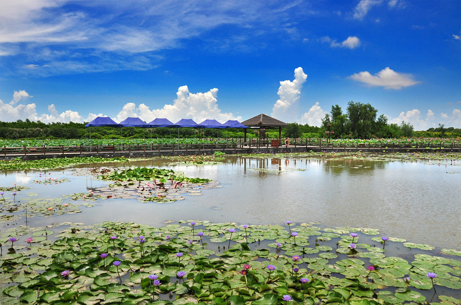 南沙湿地公园,南沙湿地公园图片