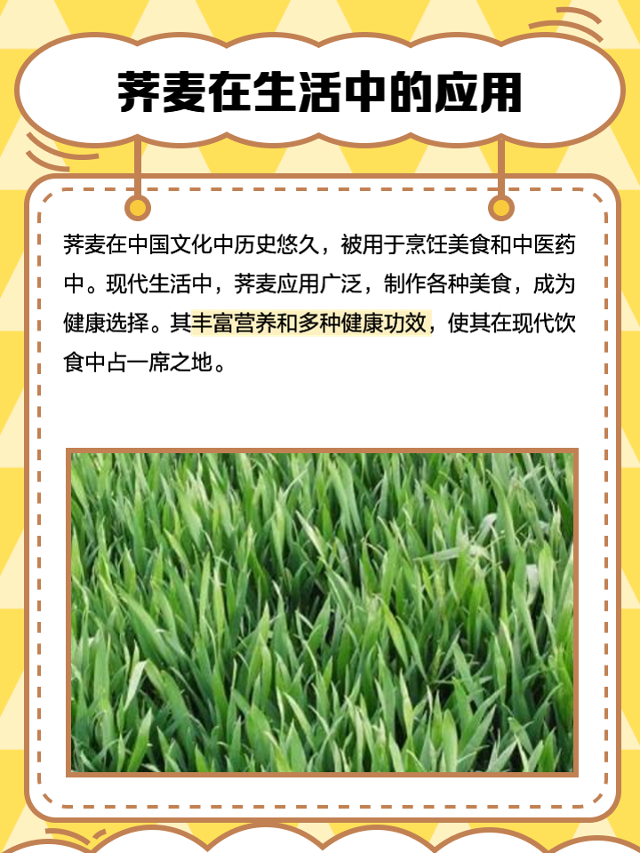 荠麦怎么读,荠麦怎么读ji还是qi