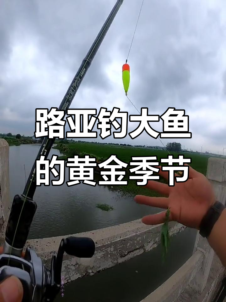 路亚怎么钓草鱼和鲤鱼,路亚怎么钓草鱼和鲤鱼用什么饵料