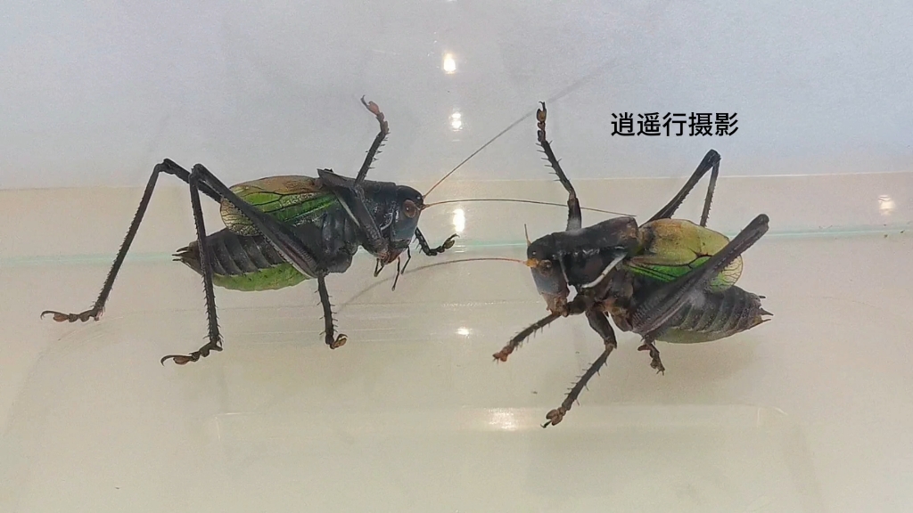 蝈蝈蛐蛐蟋蟀的区别,蝈蝈与蛐蛐与蟋蟀的区别
