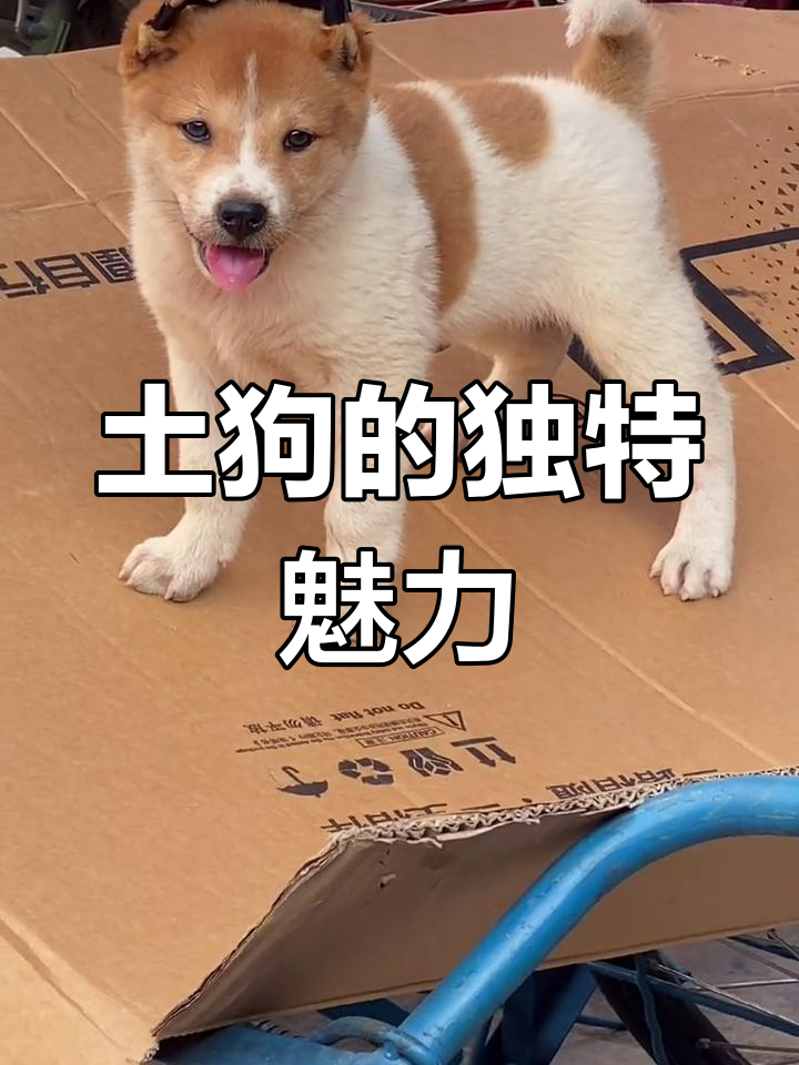 白尾巴尖是带财狗吗,白尾巴尖的狗是什么品种