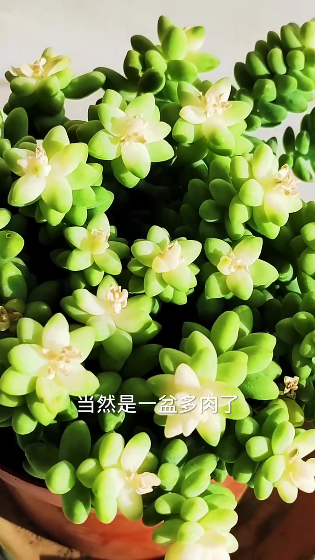 多肉冬天怎么养,多肉冬天怎么养活