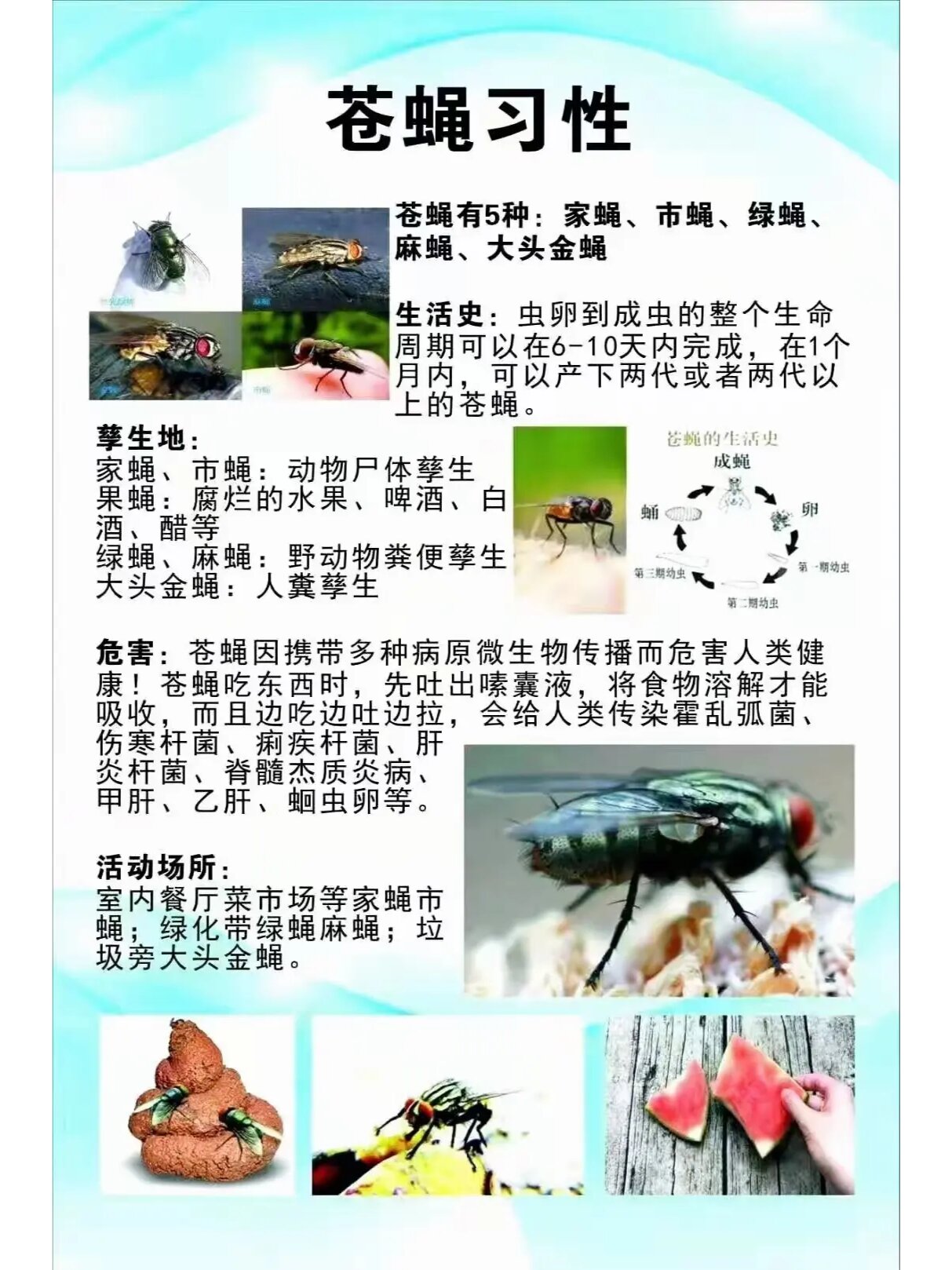 苍蝇多怎么办有何妙招,苍蝇用什么药可以消灭效果最佳