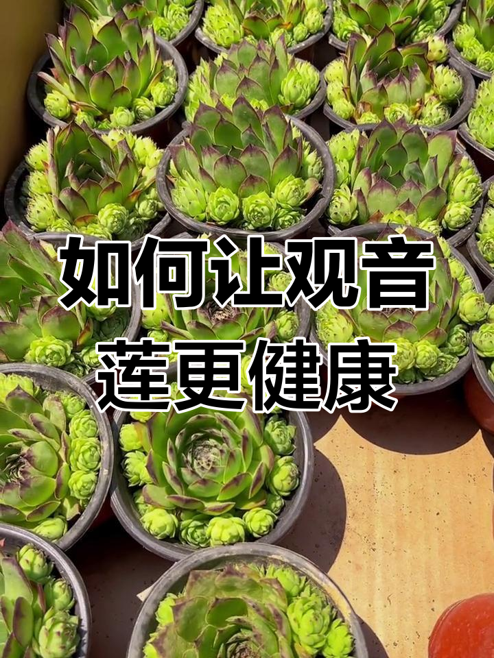 观音莲怎么养,观音莲怎么养殖