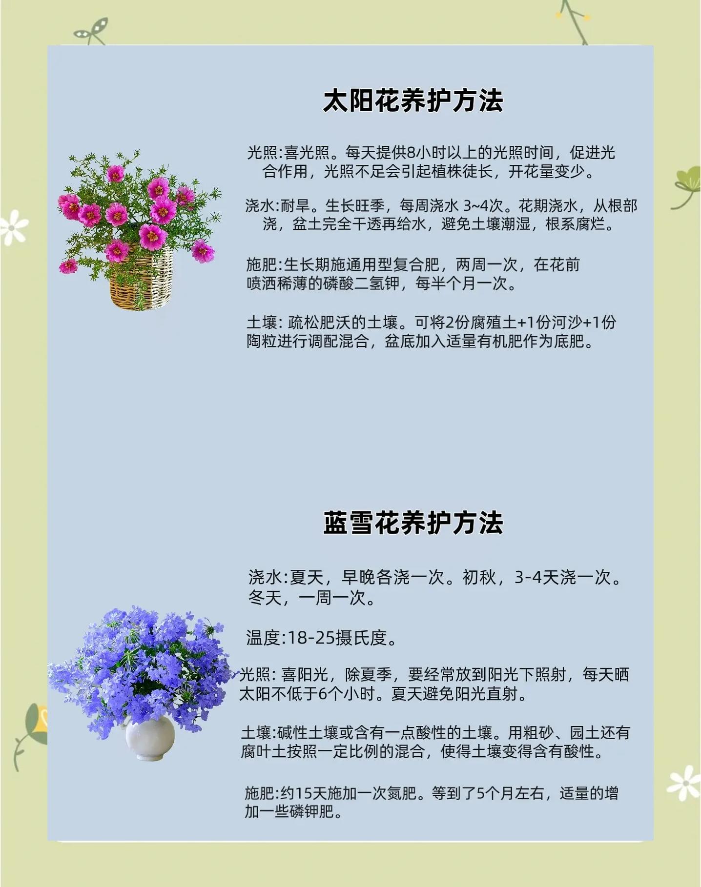 养花的好处,花椒水养花的好处