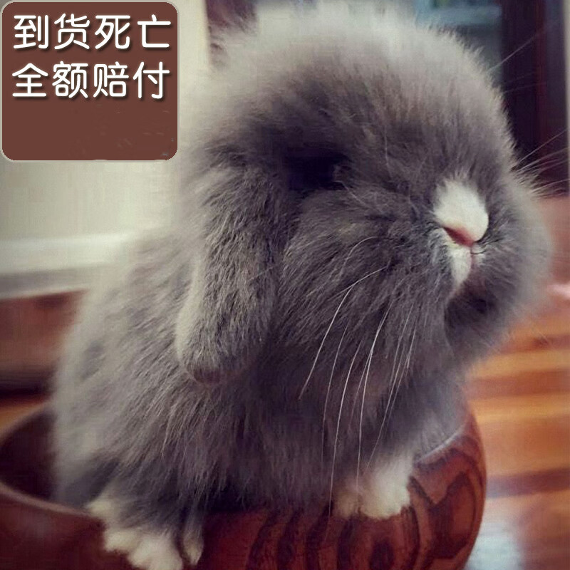 西施兔和熊猫兔的区别,熊猫兔和凤眼西施兔是一样吗