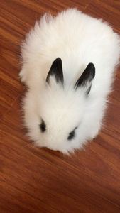西施兔和熊猫兔的区别,熊猫兔和凤眼西施兔是一样吗
