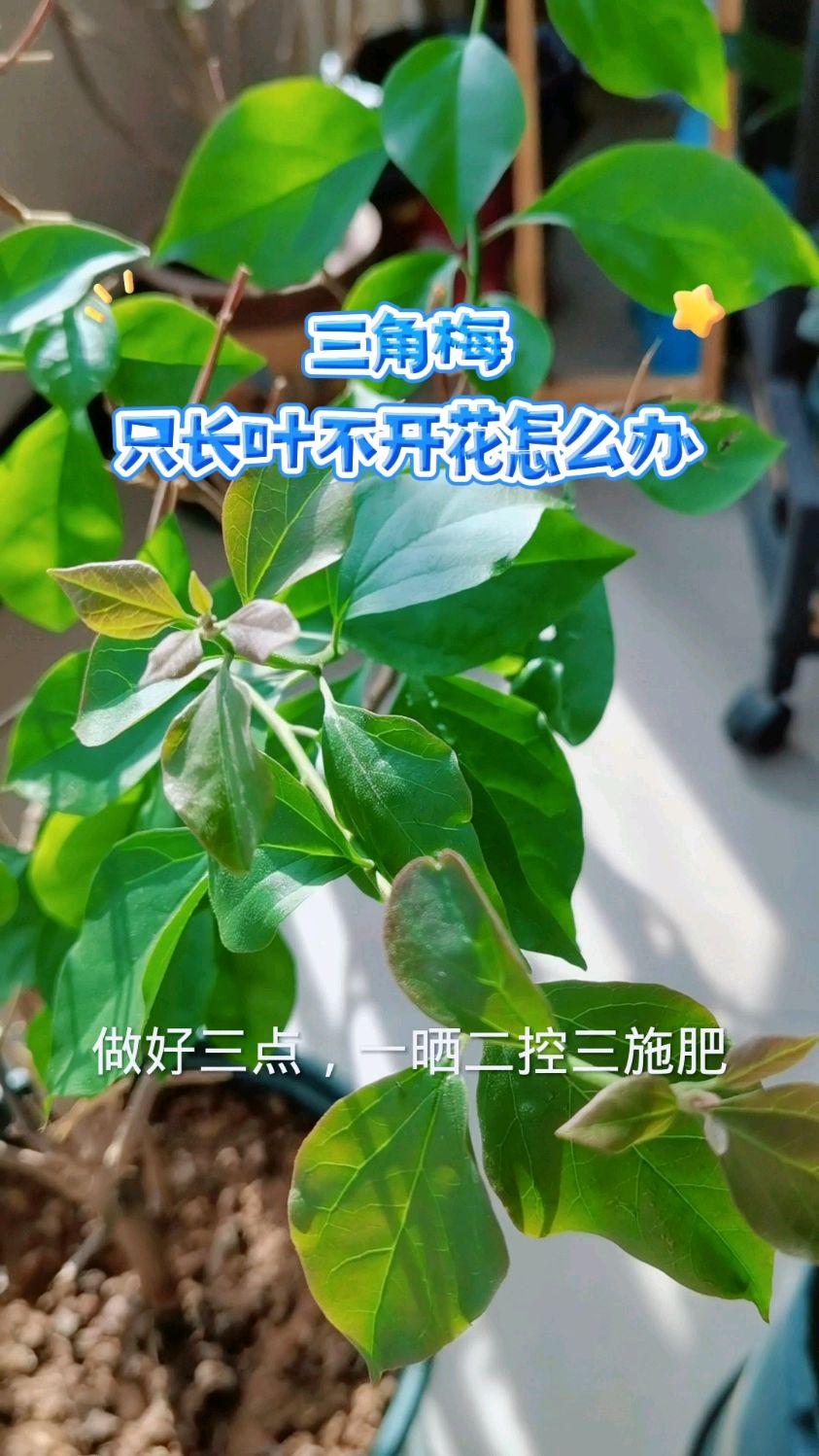 三角梅不开花怎么办,云南紫三角梅不开花怎么办